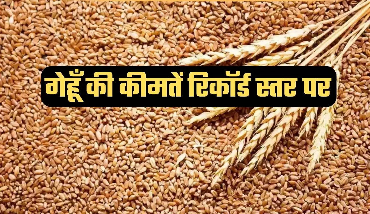 पाकिस्तान वर्सेज इंडिया गेहूं की कीमत, गेहूं क्यों हो रहा महंगा, गेहूं की कीमत, गेहूं का रेट, आटे का भाव, Wheat Price news, Wheat price in India, Wheat flour price, Wheat crisis latest news, India vs Pakistan Wheat price, News, News in Hindi, Latest News, Headlines, बिज़नस न्यूज़ Samacharx