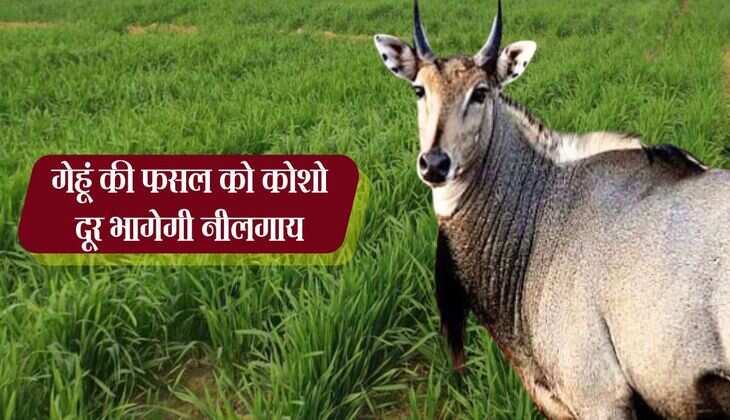गेहूं की फसल को कोशो दूर भागेगी नीलगाय, फसल को बचाने के लिए डाल दे ये जादुई दवा