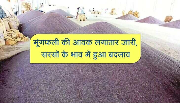 Bikaner Mandi Bhav: मूंगफली की आवक लगातार जारी, सरसों के भाव में हुआ बदलाव