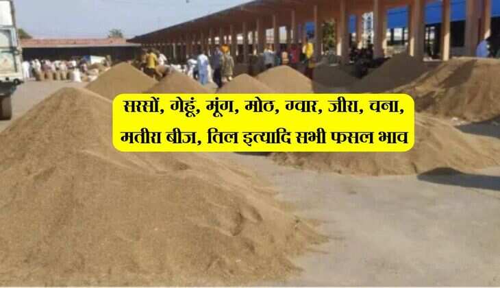 Jodhpur Mandi Bhav: सरसों, गेहूं, मूंग, मोठ, ग्वार, जीरा, चना, मतीरा बीज, तिल इत्यादि सभी फसल भाव