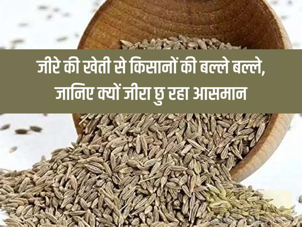 Farmers are happy with cumin cultivation, know why cumin is touching the sky