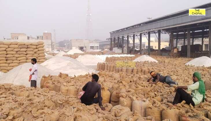 Bikaner Mandi bhav: ग्वार, मूंगफली और जीरा के भावों में हुआ बदलाव, जानिए सभी फसल रेट