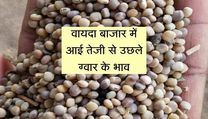 ग्वार का भाव: वायदा बाजार में आई तेजी से उछले ग्वार के भाव, कई मंडियो में दिखा असर
