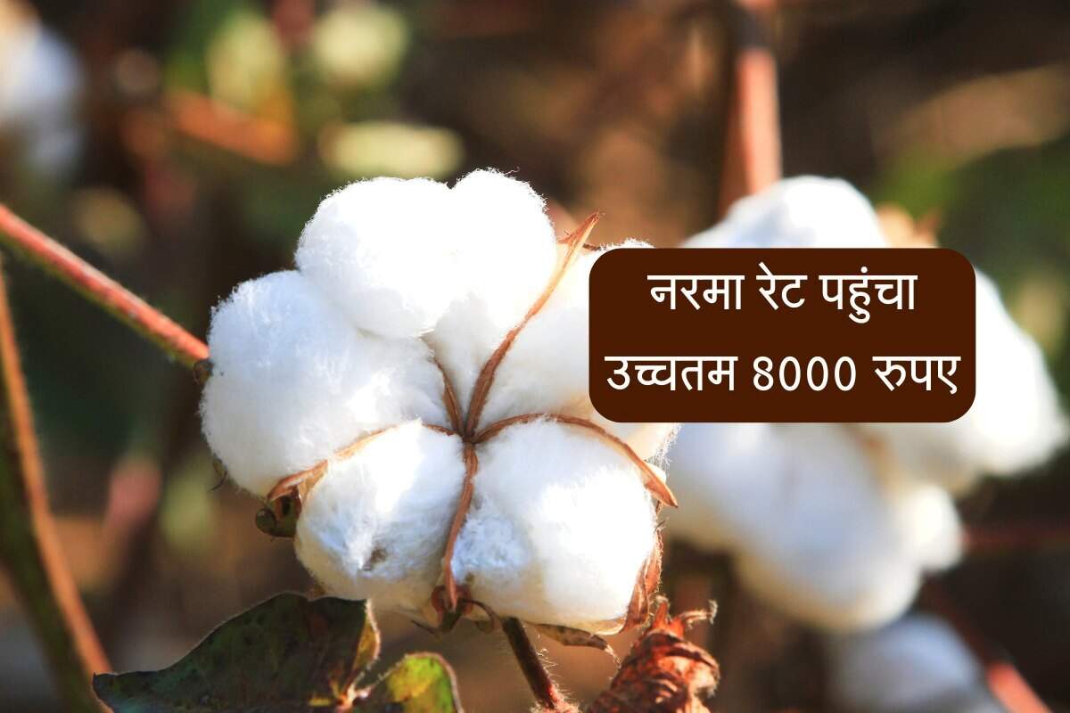 Sirsa Mandi bhav: नरमा रेट पहुंचा उच्चतम 8000 रुपए, सरसों हुई मंदी और ग्वार स्थिर