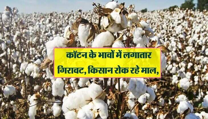 कॉटन के भावों में लगातार गिरावट, किसान रोक रहे माल, जानिए कहां तक जा सकते हैं भाव