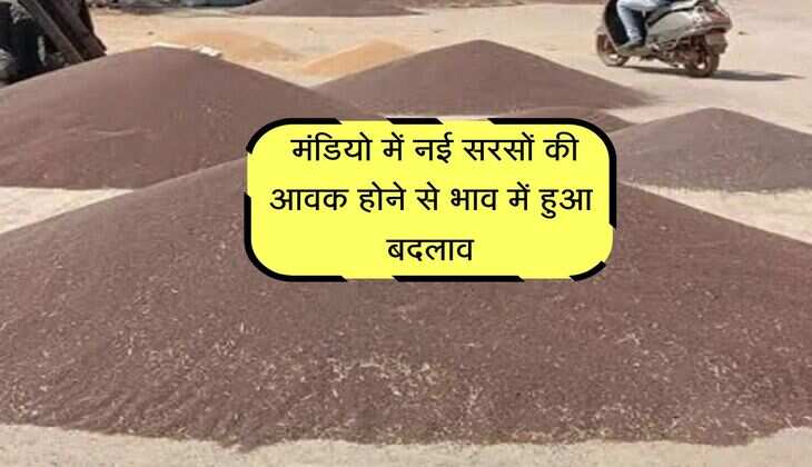 Sarson Mandi Bhav: मंडियो में नई सरसों की आवक होने से भाव में हुआ बदलाव, जानिए तेजी मंदी का हाल