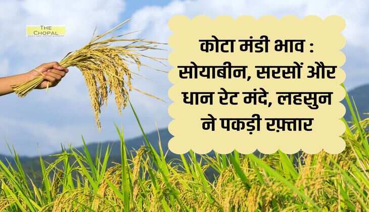 कोटा मंडी भाव 23 दिसंबर 2023: सोयाबीन, सरसों और धान रेट मंदे, लहसुन ने पकड़ी रफ़्तार