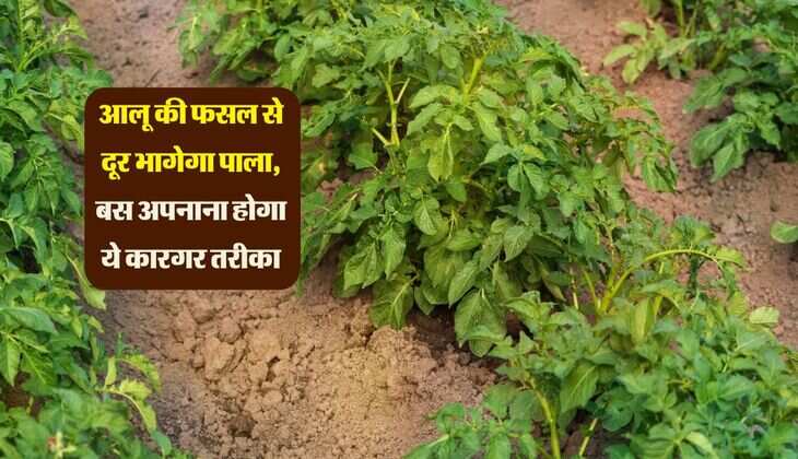 आलू की फसल से दूर भागेगा पाला, बस अपनाना होगा ये कारगर तरीका