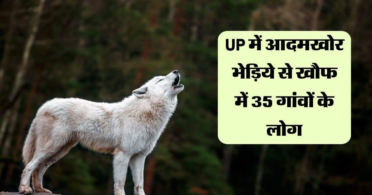 UP में आदमखोर भेड़िये से खौफ में 35 गांवों के लोग, 2 दर्जन ड्रोन से 300 वन कर्मी कर रहे तलाश