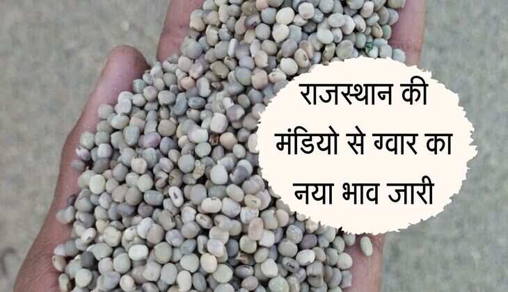 Gwar Mandi bhav: राजस्थान की मंडियो से ग्वार का नया भाव जारी, बीकानेर में रहा सबसे ज्यादा