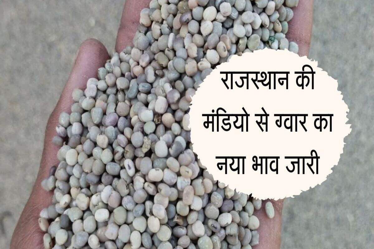 Gwar Mandi bhav: राजस्थान की मंडियो से ग्वार का नया भाव जारी, बीकानेर में रहा सबसे ज्यादा