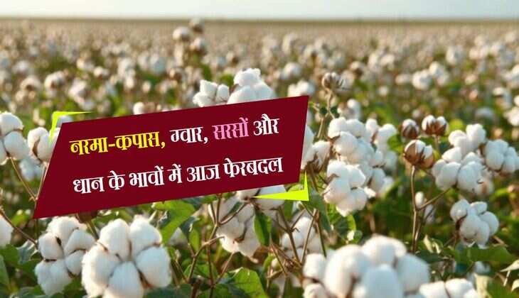 Sirsa Mandi bhav: नरमा-कपास, ग्वार, सरसों और धान के भावों में आज फेरबदल, जानिए नए रेट