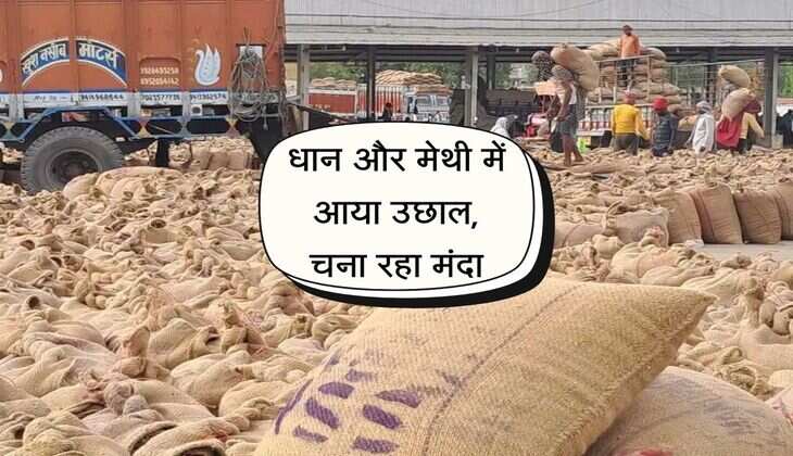 Kota Mandi Bhav: धान और मेथी में आया उछाल, चना रहा मंदा