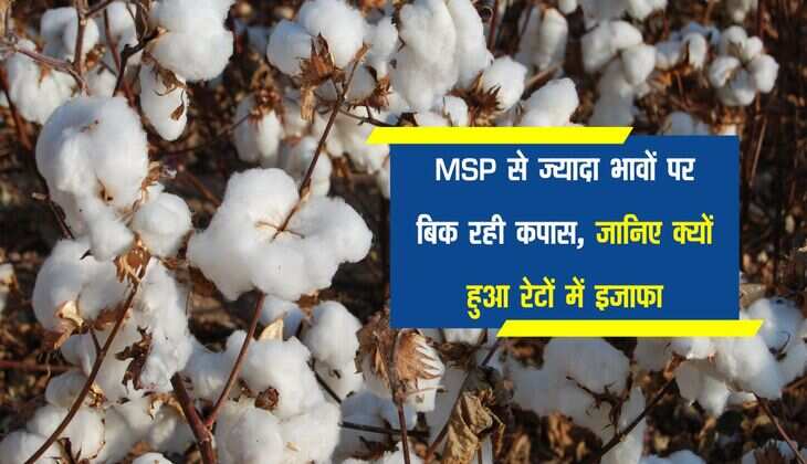MSP से ज्यादा भावों पर बिक रही कपास, जानिए क्यों हुआ रेटों में इजाफा