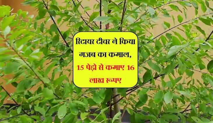 रिटायर टीचर ने किया गजब का कमाल, 15 पेड़ो से कमाए 16 लाख रूपए
