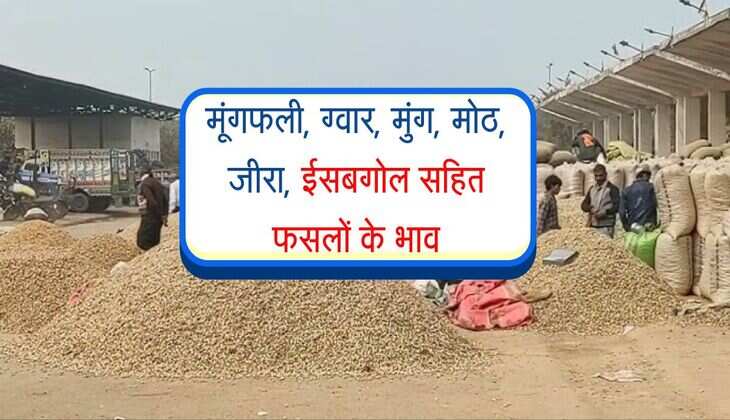 Bikaner Mandi Bhav:, मूंगफली, ग्वार, मुंग, मोठ, जीरा, ईसबगोल सहित फसलों के भाव