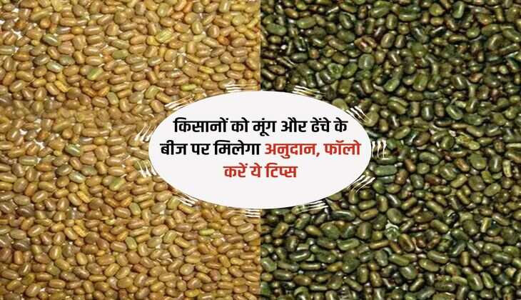 किसानों को मूंग और ढेंचे के बीज पर मिलेगा अनुदान, फॉलो करें ये टिप्स