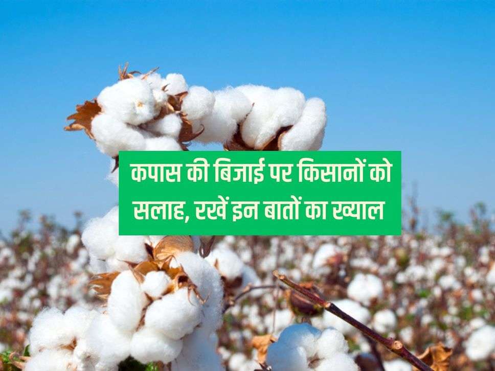 Cotton Farming : कपास की बिजाई पर किसानों को सलाह, रखें इन बातों का ख्याल