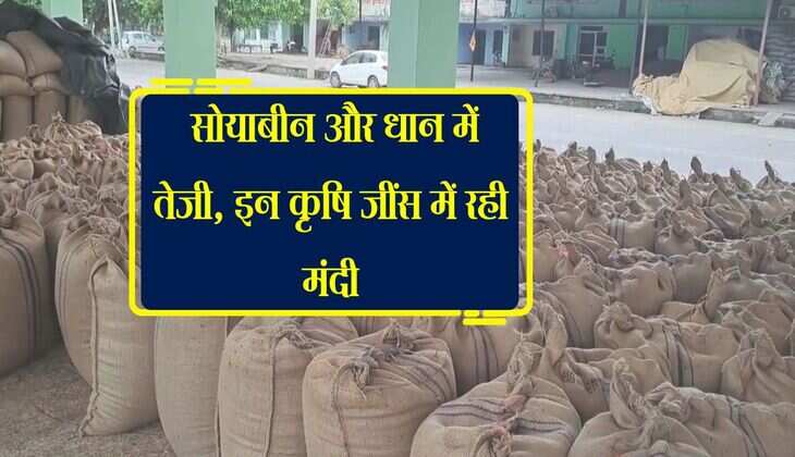 Kota Mandi bhav: सोयाबीन और धान में तेजी, इन कृषि जींस में रही मंदी