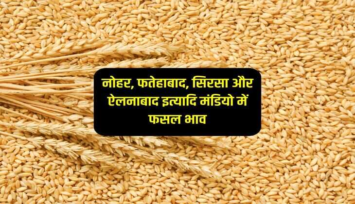 Mandi bhav : नोहर, फतेहाबाद, सिरसा और ऐलनाबाद इत्यादि मंडियो में फसल भाव
