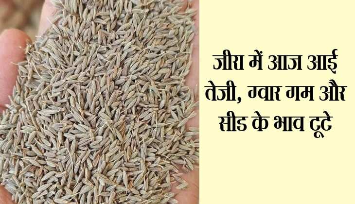 NCDEX Price: जीरा में आज आई तेजी, ग्वार गम और सीड के भाव टूटे