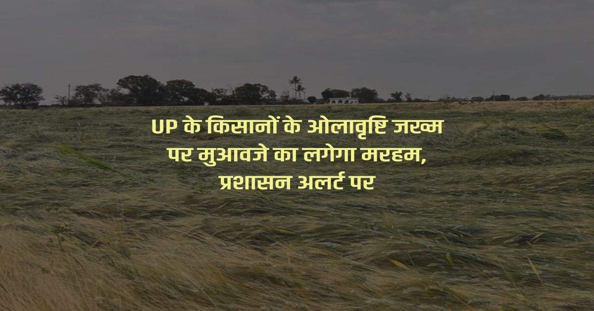 UP के किसानों के ओलावृष्टि जख्म पर मुआवजे का लगेगा मरहम, प्रशासन अलर्ट पर