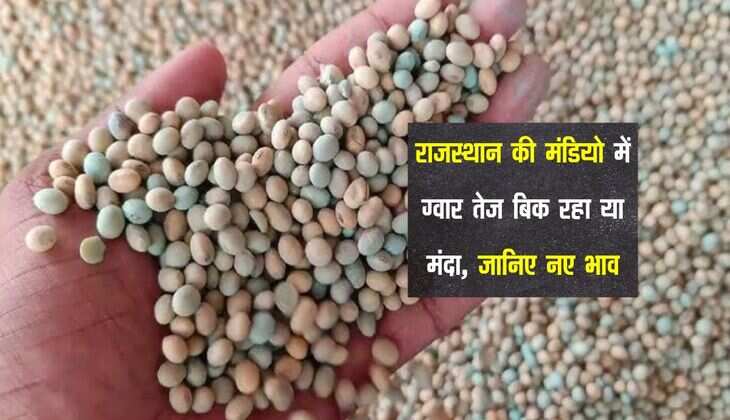 Gwar Ka bhav: राजस्थान की मंडियो में ग्वार तेज बिक रहा या मंदा, जानिए नए भाव