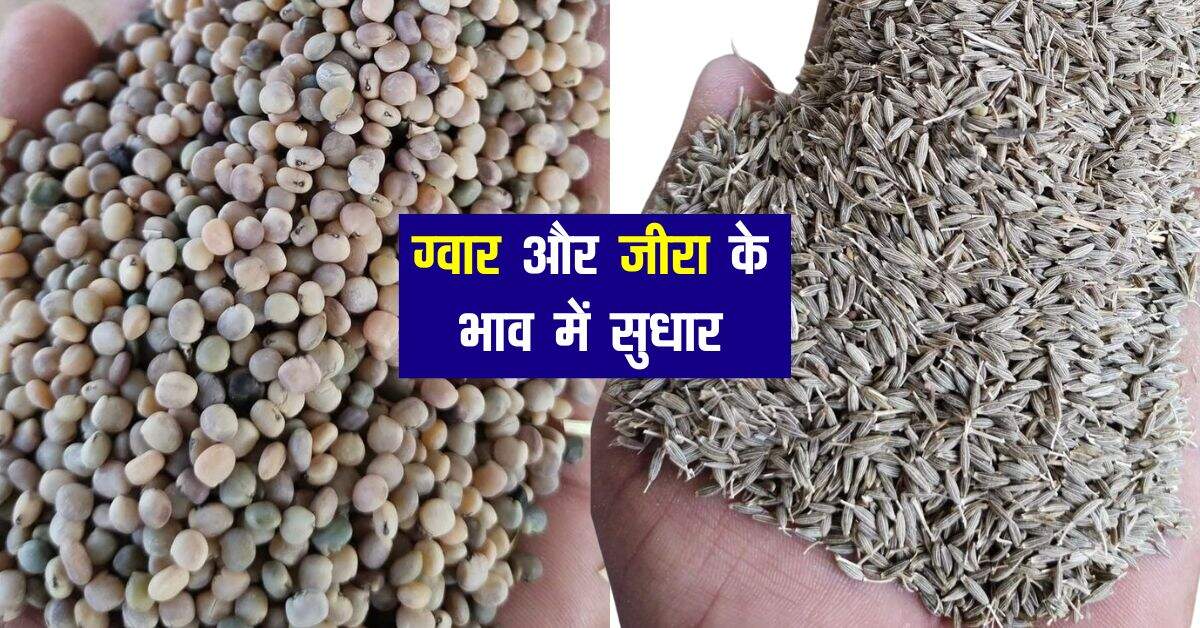 Merta Mandi bhav: ग्वार और जीरा के भाव में मामूली सुधार, आइये जानिए कृषि उपज रेट