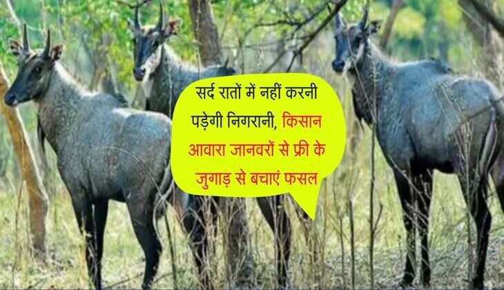 Crop Care: सर्द रातों में नहीं करनी पड़ेगी निगरानी, किसान आवारा जानवरों से फ्री के जुगाड़ से बचाएं फसल
