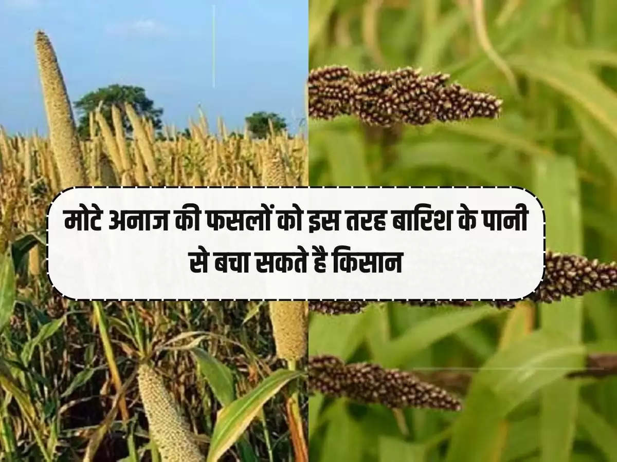 Farmers can save coarse grain crops from rain water in this way