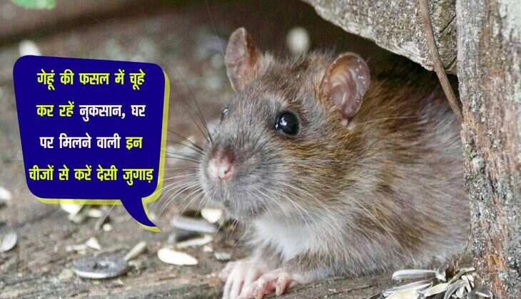गेहूं की फसल में चूहे कर रहें नुकसान, घर पर मिलने वाली इन चीजों से करें देसी जुगाड़