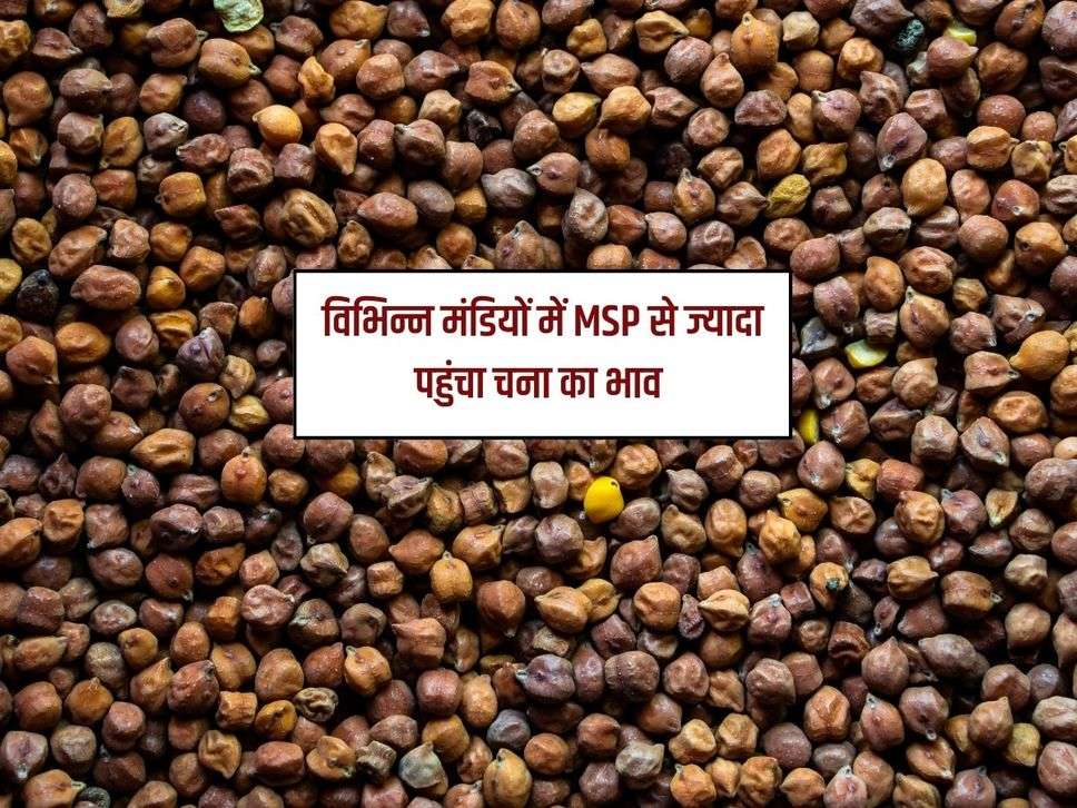 Gram Price: विभिन्न मंड‍ियों में MSP से ज्यादा पहुंचा चना का भाव