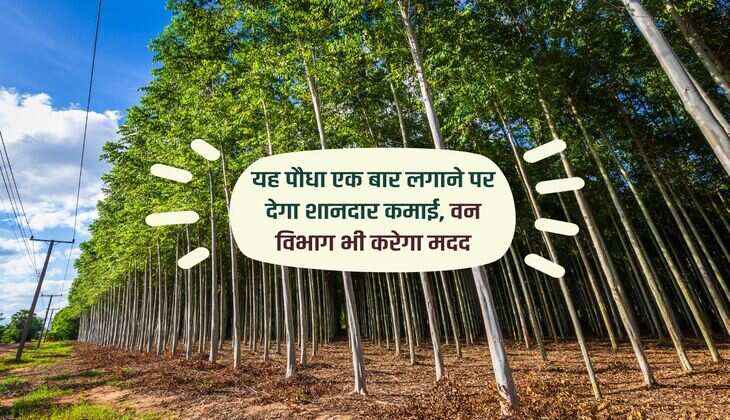 यह पौधा एक बार लगाने पर देगा शानदार कमाई, वन विभाग भी करेगा मदद