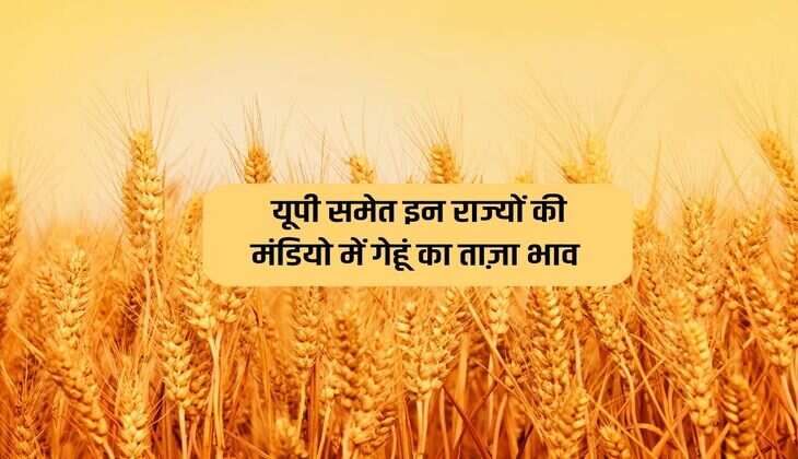 Wheat Mandi Rate In UP : यूपी समेत इन राज्यों की मंडियो में गेहूं का ताज़ा भाव