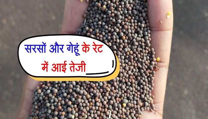 Kota Mandi : सरसों और गेहूं के रेट में आई तेजी, नए धनिये की आवक हुई शुरू