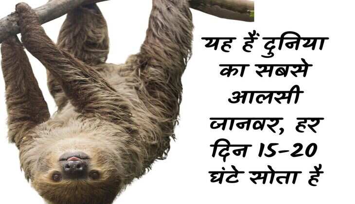 This is the laziest animal in the world, sleeps 15-20 hours every day, takes a month to digest food.