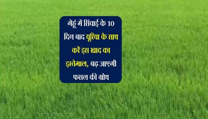 गेहूं में सिंचाई के 10 दिन बाद यूरिया के साथ करें इस खाद का इस्तेमाल, बढ़ जाएगी फसल की ग्रोथ