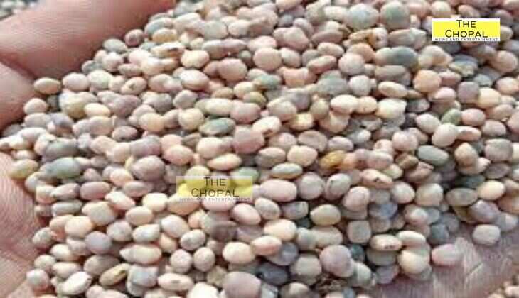 Gwar Ka bhav: आज ग्वार के कृषि उपज मंडी भाव (29 अप्रैल 2025)