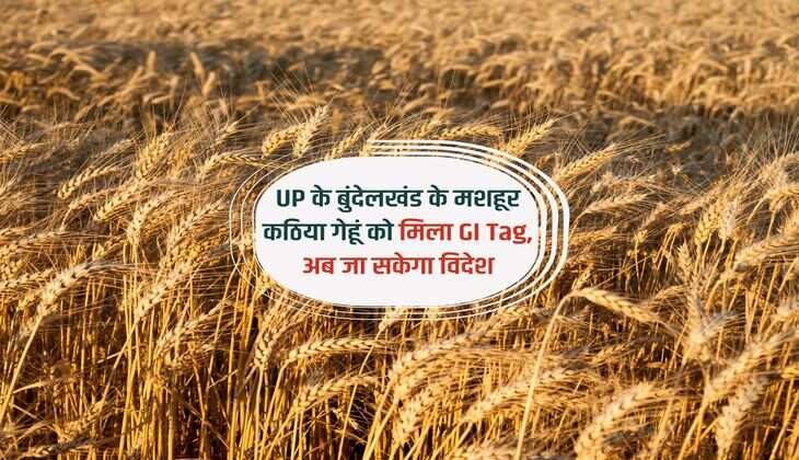 UP के बुंदेलखंड के मशहूर कठिया गेहूं को मिला GI Tag, अब जा सकेगा विदेश