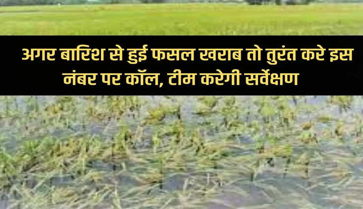 Great news for the farmer brothers, if the crop gets damaged due to rain then immediately call this number, the team will do the survey.