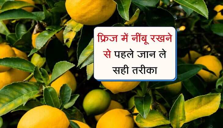 Cooking Tips: फ्रिज में नींबू रखने से पहले जान ले सही तरीका, स्वाद ही नहीं, सेहत के लिए भी ज़रूरी