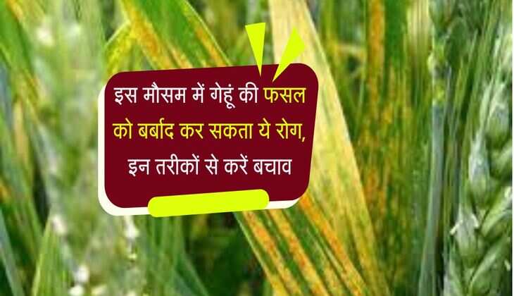 Wheat Crop: इस मौसम में गेहूं की फसल को बर्बाद कर सकता ये रोग, इन तरीकों से करें बचाव