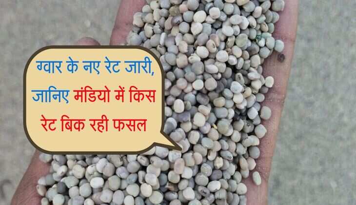 Gwar Ka bhav: ग्वार के नए रेट जारी, जानिए मंडियो में किस रेट बिक रही फसल