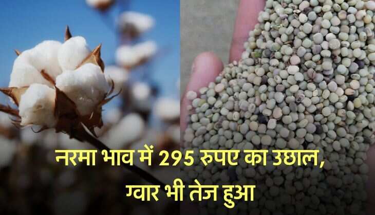 Mandi Bhav 09 December 2025: नरमा भाव में 295 रुपए का उछाल, ग्वार भी तेज हुआ