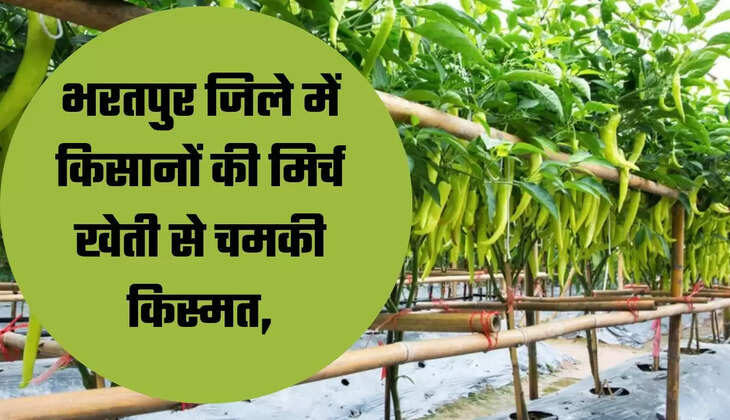 भरतपुर जिले में किसानों की मिर्च खेती से चमकी किस्मत,