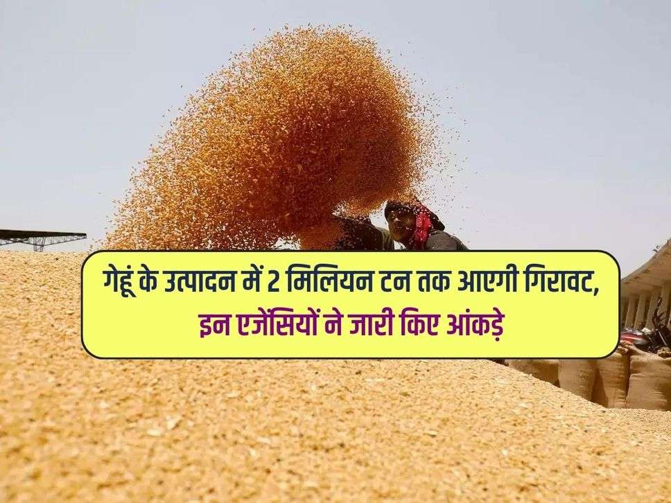 Wheat Crop : गेहूं के उत्पादन में 2 मिलियन टन तक आएगी गिरावट, इन एजेंसियों ने जारी किए आंकड़े