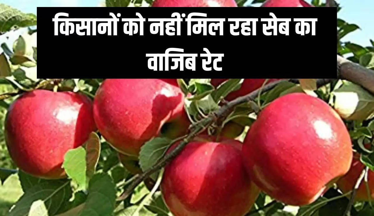 किसानों को नहीं मिल रहा सेब का वाजिब रेट, सरकार से इम्पोर्ट ड्यूटी 100 फीसदी की मांग 