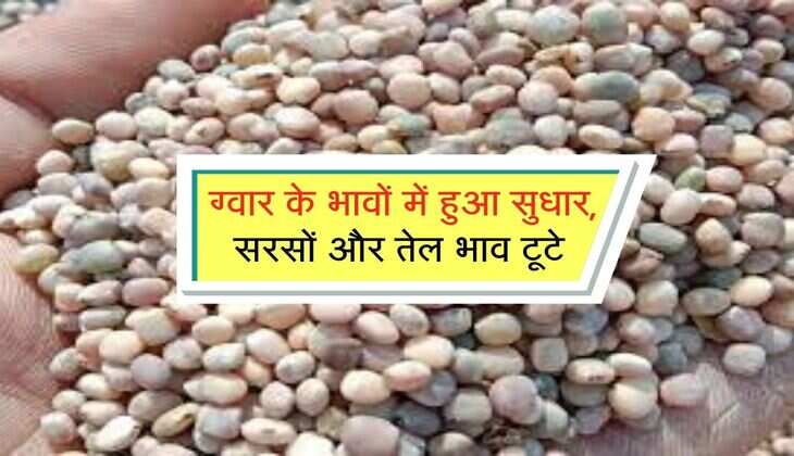 Jaipur Mandi bhav: ग्वार के भावों में हुआ सुधार, सरसों और तेल भाव टूटे