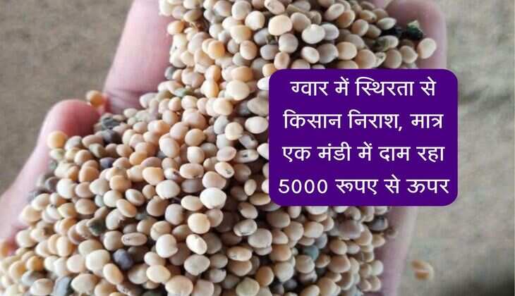 Guar Bhav: ग्वार में स्थिरता से किसान निराश, मात्र एक मंडी में दाम रहा 5000 रूपए से ऊपर