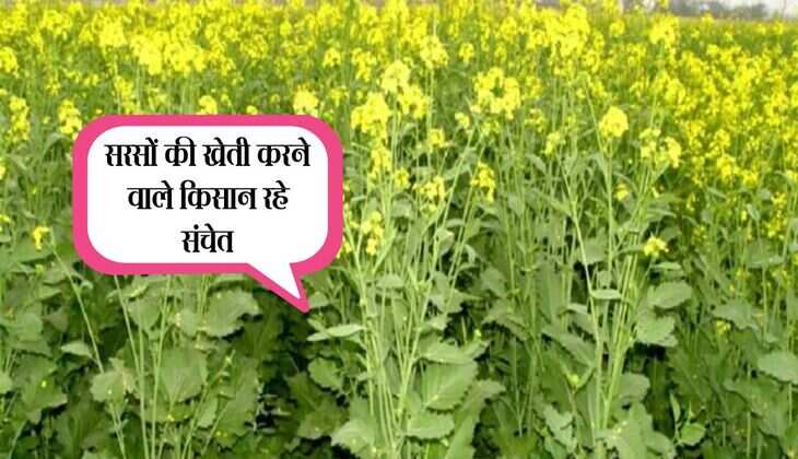 सरसों की खेती करने वाले किसान रहे संचेत, ये कीट कही कर दे आपकी मेहनत खराब